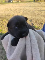 Hunter green collar, a male German Shepherd Dog for sale in Cleveland, VA – Photo 1 of 7
