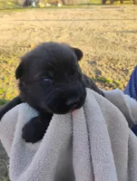 Hunter green collar, a male German Shepherd Dog for sale in Cleveland, VA – Photo 2 of 7