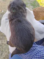 Hunter green collar, a male German Shepherd Dog for sale in Cleveland, VA – Photo 6 of 7
