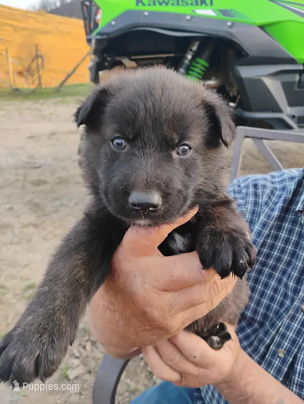 Hunter green collar – German Shepherd Dog puppy on hold in Cleveland, VA