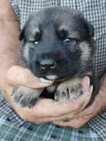 Silver collar, a female German Shepherd Dog for sale in Cleveland, VA – 4 of 9
