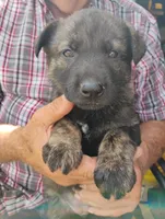 Yellow collar, a female German Shepherd Dog for sale in Cleveland, VA – 5 of 9