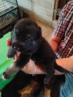 Teal collar, a male German Shepherd Dog for sale in Cleveland, VA – 5 of 10