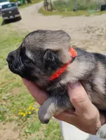 Orange collar, a male German Shepherd Dog for sale in Cleveland, VA – 3 of 10