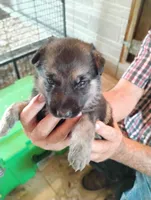 Dark blue, a male German Shepherd Dog for sale in Cleveland, VA – 10 of 10