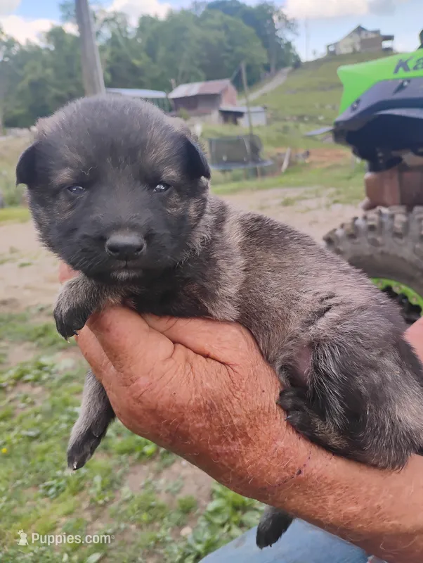 Lite purple collar – German Shepherd Dog puppy for sale in Cleveland, VA