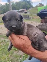 Lite purple collar, a female German Shepherd Dog for sale in Cleveland, VA – 1 of 10