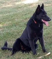 Lite purple collar, a female German Shepherd Dog for sale in Cleveland, VA – 7 of 10