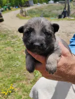 Orange collar, a male German Shepherd Dog for sale in Cleveland, VA – 2 of 10