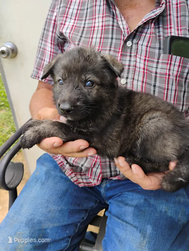 Blue collar  – German Shepherd Dog puppy for sale in Cleveland, VA