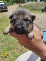 Red collar , a male German Shepherd Dog for sale in Cleveland, VA – 5 of 10