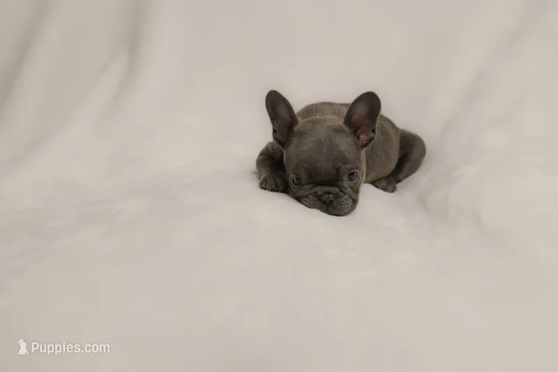 Valentina – French Bulldog puppy for sale in Rochester, NY