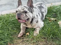 Bear, a male French Bulldog for sale in Rochester, NY – 4 of 4