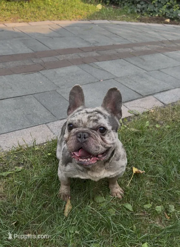 Bear – French Bulldog puppy for sale in Rochester, NY