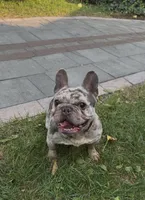 Bear, a male French Bulldog for sale in Rochester, NY – 1 of 1