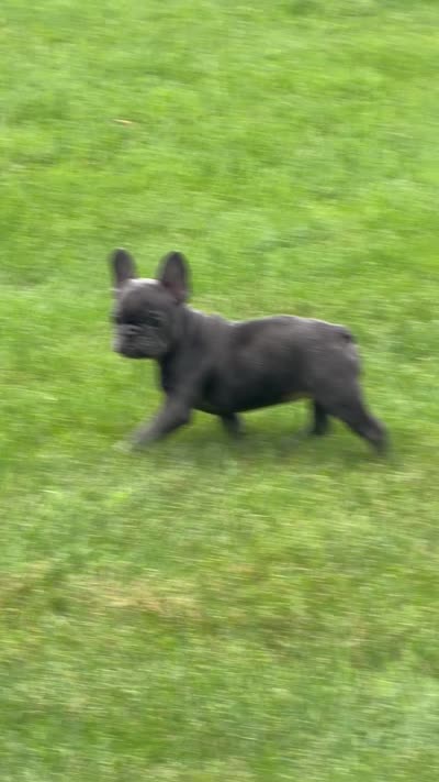 Valentina, a female French Bulldog for sale in Rochester, NY – 2 of 7