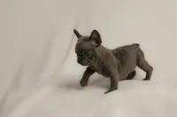 Valentina, a female French Bulldog for sale in Rochester, NY – 2 of 5