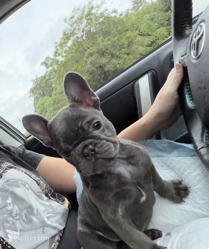 Valentina – French Bulldog puppy for sale in Rochester, NY