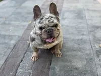 Bear, a male French Bulldog for sale in Rochester, NY – 3 of 4