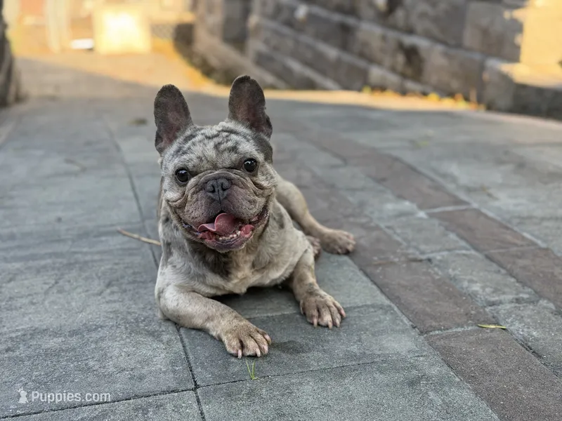 Bear – French Bulldog puppy for sale in Rochester, NY