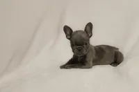 Valentina, a female French Bulldog for sale in Rochester, NY – 4 of 5