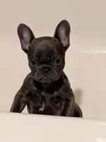 Valentina, a female French Bulldog for sale in Rochester, NY – 5 of 5