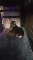 Me-Me, a female Chihuahua for sale in Gerber, CA – 2 of 2