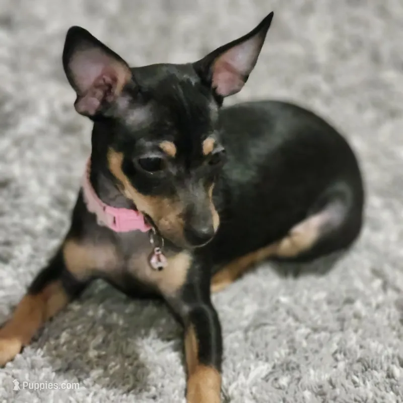 Me-Me – Chihuahua puppy for sale in Gerber, CA