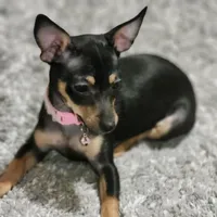 Me-Me, a female Chihuahua for sale in Gerber, CA – 1 of 2