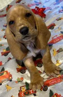 processed/f9ac3edb-90e3-496b-b6ba-82712f7d8abd/facility/217a5721-ac29-4d99-a9bd-13ace1b3b0b1