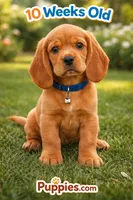 Butterfingers , a female Basset Hound for sale in Missouri City, TX – Photo 1 of 2