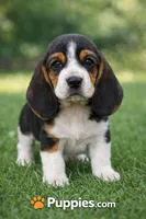 Dominoes, a female Basset Hound for sale in Missouri City, TX – Photo 1 of 2