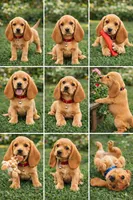 Banana Split, a female Basset Hound for sale in Missouri City, TX – Photo 2 of 2