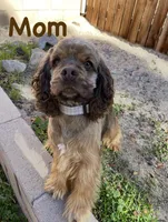 Eleven, a female Cocker Spaniel for sale in Palmdale, CA – Photo 7 of 7