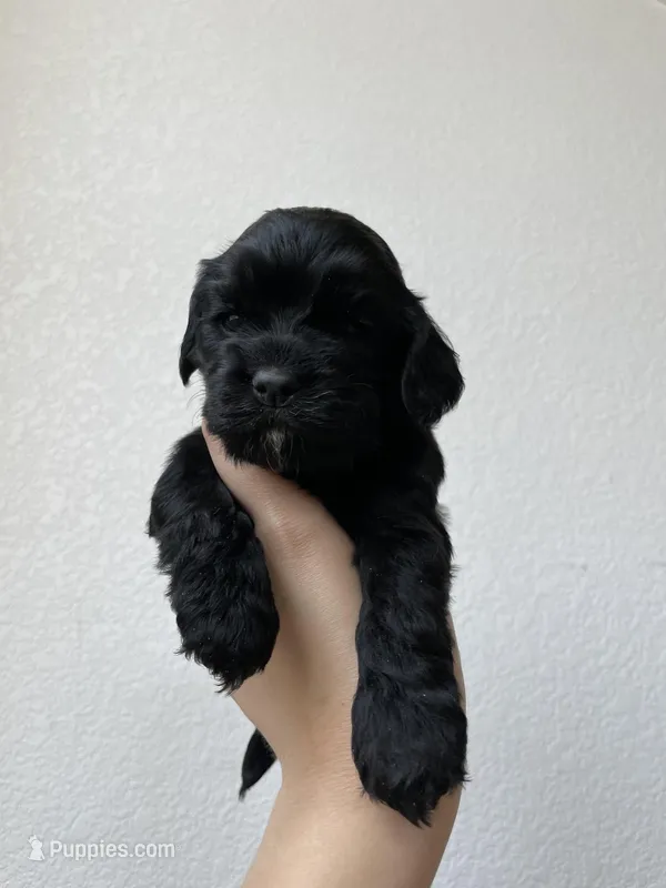 Eleven – Cocker Spaniel puppy for sale in Palmdale, CA