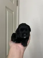 Eleven, a female Cocker Spaniel for sale in Palmdale, CA – Photo 2 of 7