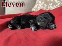 Eleven, a female Cocker Spaniel for sale in Palmdale, CA – Photo 4 of 7