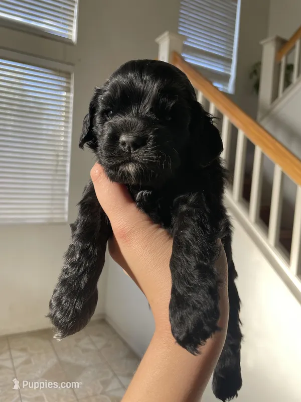 Eleven – Cocker Spaniel puppy for sale in Palmdale, CA
