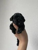 Eleven, a female Cocker Spaniel for sale in Palmdale, CA – Photo 3 of 7