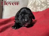 Eleven, a female Cocker Spaniel for sale in Palmdale, CA – Photo 5 of 7