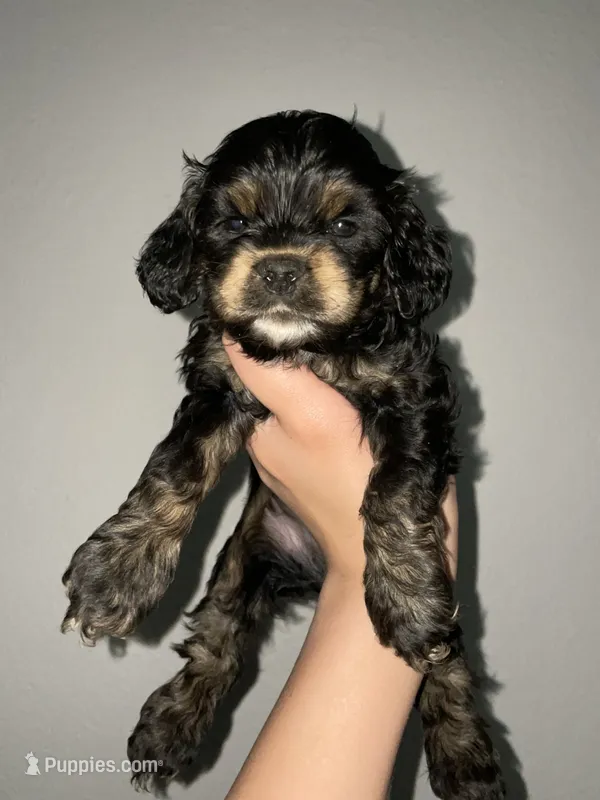 Holly – Cocker Spaniel puppy for sale in Palmdale, CA