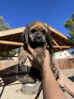 Nancy , a female Cocker Spaniel for sale in Palmdale, CA – 4 of 7