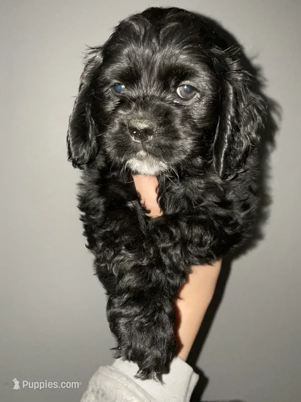 Billy – Cocker Spaniel puppy for sale in Palmdale, CA