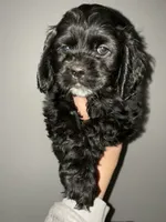 Billy, a male Cocker Spaniel for sale in Palmdale, CA – 6 of 8