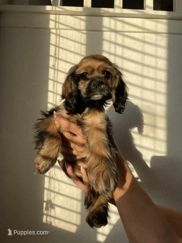 Nancy  – Cocker Spaniel puppy for sale in Palmdale, CA