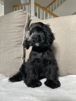 Steve, a male Cocker Spaniel for sale in Palmdale, CA – 3 of 9