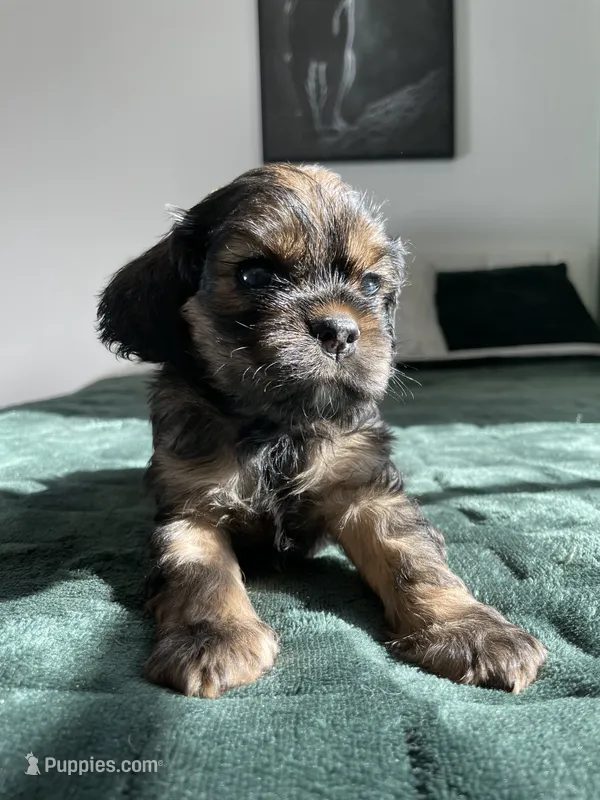 Max – Cocker Spaniel puppy for sale in Palmdale, CA