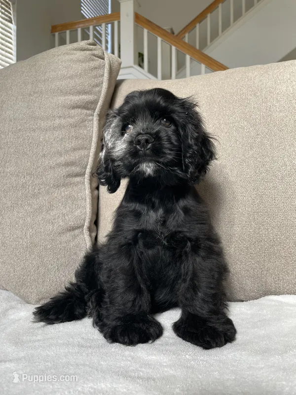 Steve – Cocker Spaniel puppy for sale in Palmdale, CA