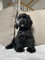 Steve, a male Cocker Spaniel for sale in Palmdale, CA – 1 of 9