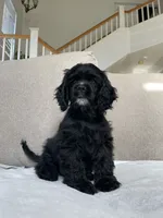 Billy, a male Cocker Spaniel for sale in Palmdale, CA – 2 of 8